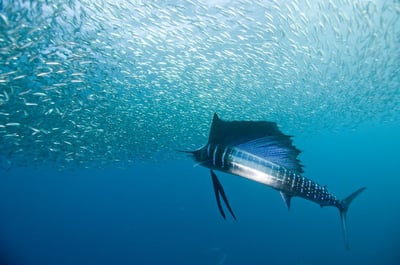 Sword Fish