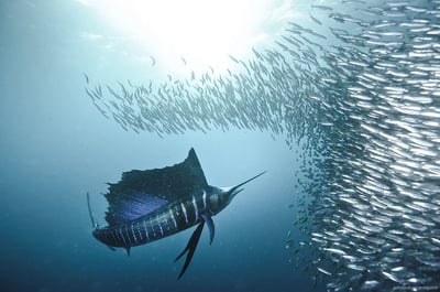 Sword Fish