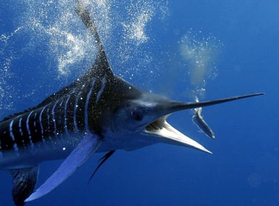Sword Fish