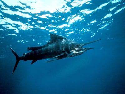 Sword Fish