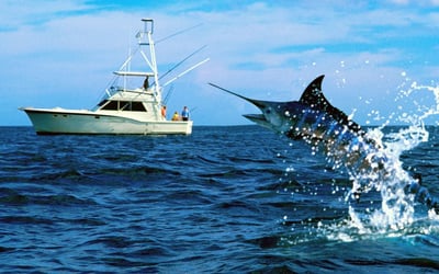 Sword Fish