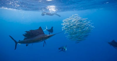 Sword Fish