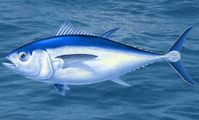 Bigeye Tuna