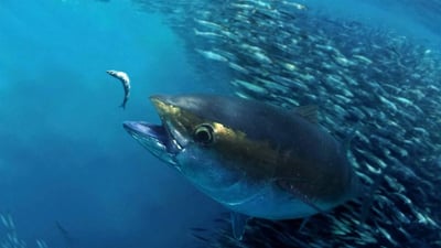 Bigeye Tuna