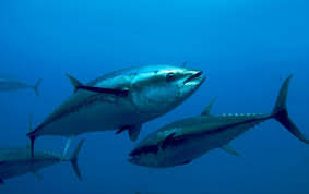 Bigeye Tuna