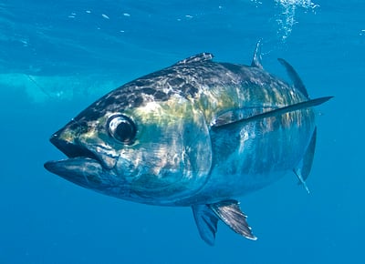 Bigeye Tuna