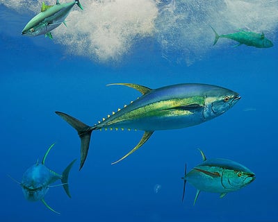 Bigeye Tuna