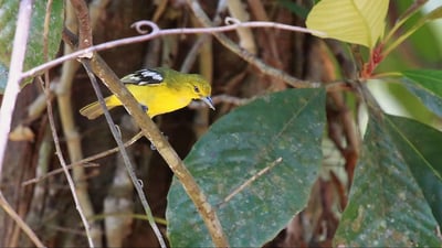 Bodhinagala Forest Reserve