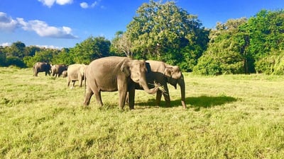 Kaudulla National Park