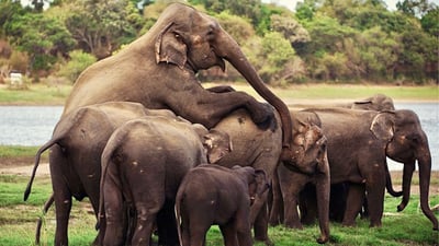 Kaudulla National Park