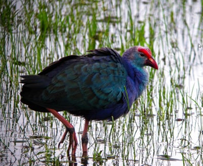 Weerawila Bird Sanctuary