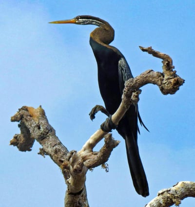 Weerawila Bird Sanctuary
