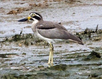 Weerawila Bird Sanctuary