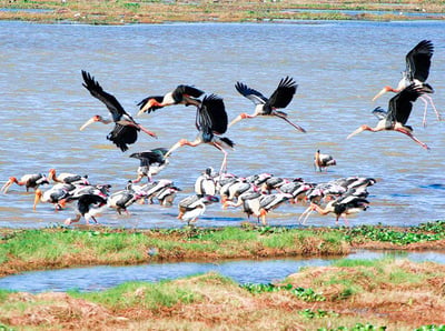 Weerawila Bird Sanctuary