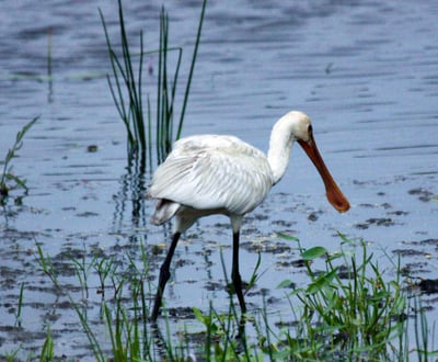 Weerawila Bird Sanctuary