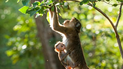 Monkey Kingdom