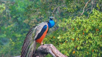 Galwila Eco Park