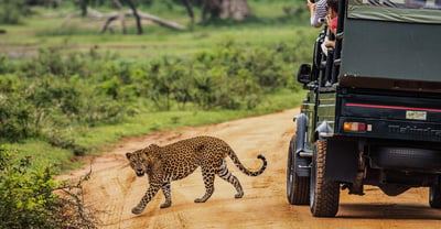 Game Drives