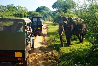 Game Drives