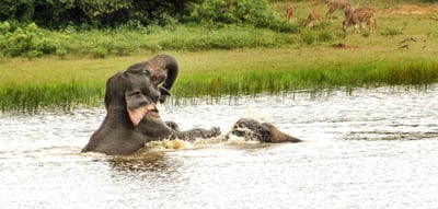 Swimming Elephants