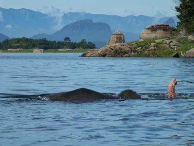 Swimming Elephants