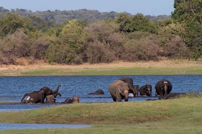 Swimming Elephants