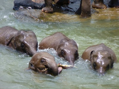 Swimming Elephants