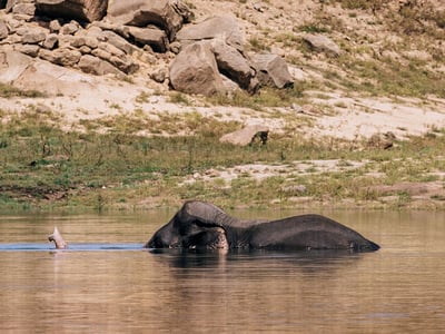 Swimming Elephants