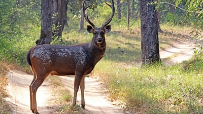 Sambur Deer
