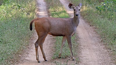 Sambur Deer