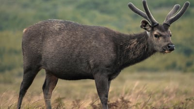 Sambur Deer