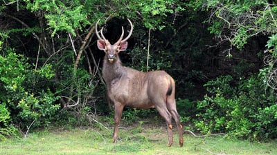 Sambur Deer