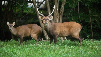 Sambur Deer
