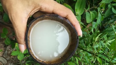 Coconut Toddy