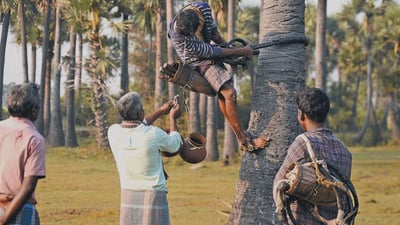 Toddy Tapping
