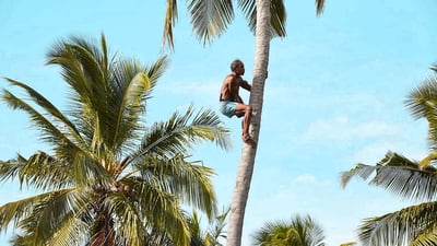 Toddy Tapping