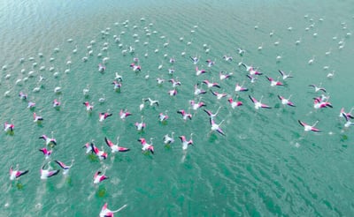Mannar Bird Sanctuary