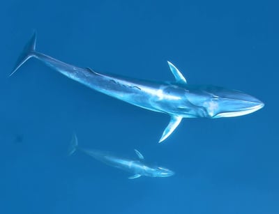 Omura's Whale