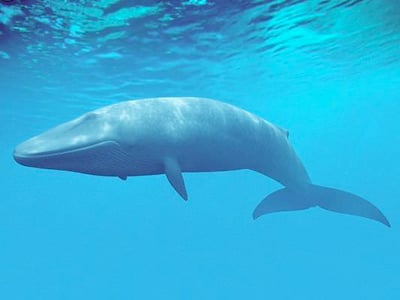 Omura's Whale