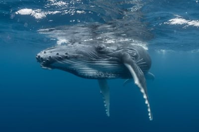 Humpback Whale