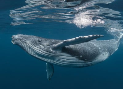 Humpback Whale