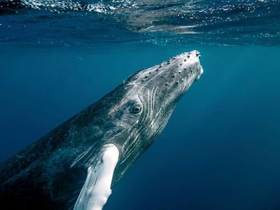 Humpback Whale