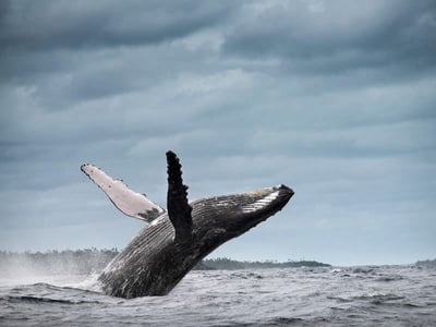 Humpback Whale