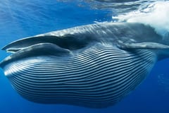 Bryde's Whale