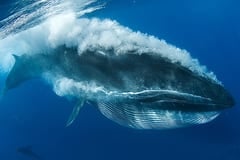 Bryde's Whale