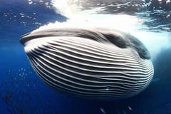 Bryde's Whale