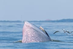 Bryde's Whale