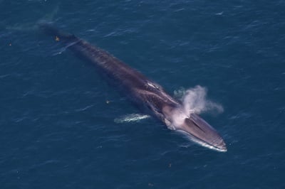 Fin Whale