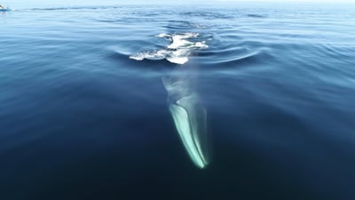 Fin Whale