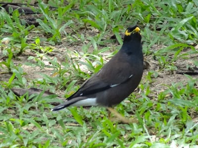 Ceylon Hill Myna